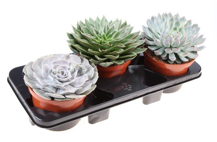 Echeveria mix, D 17