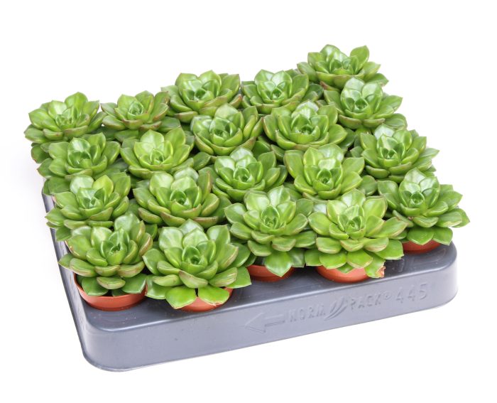 Echeveria multicaulus, D 5,5