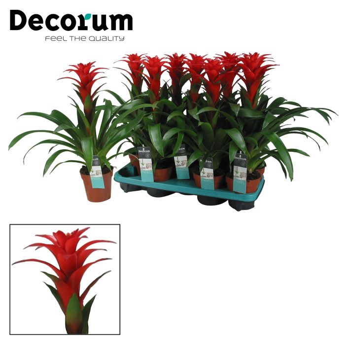 Guzmania Calypso (Decorum), D 13