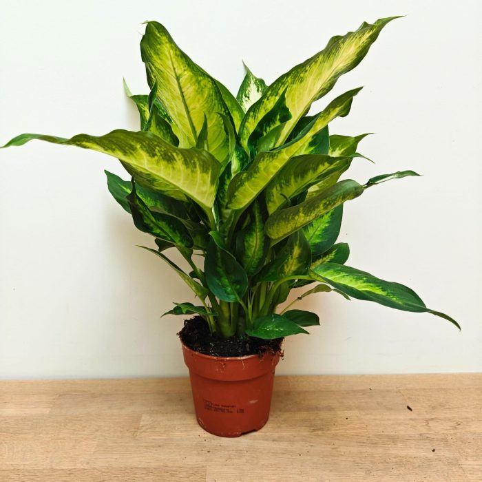 Dieffenbachia 'Camilla' P12, D 12