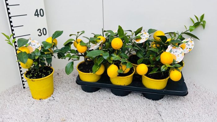 Citrus meyeri Lemon medi-stem (s2), D 14