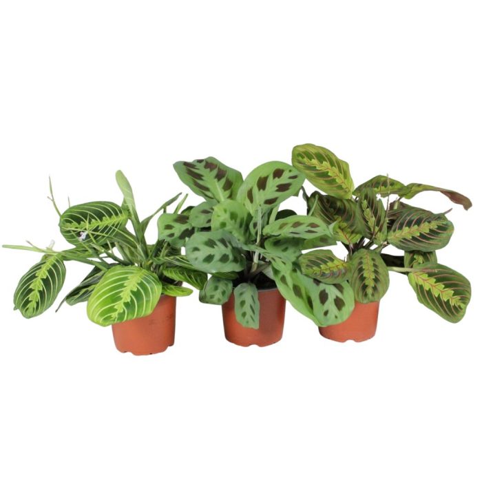Maranta leuconeura 'Fascinator' mix 3 soorten compact, D 12