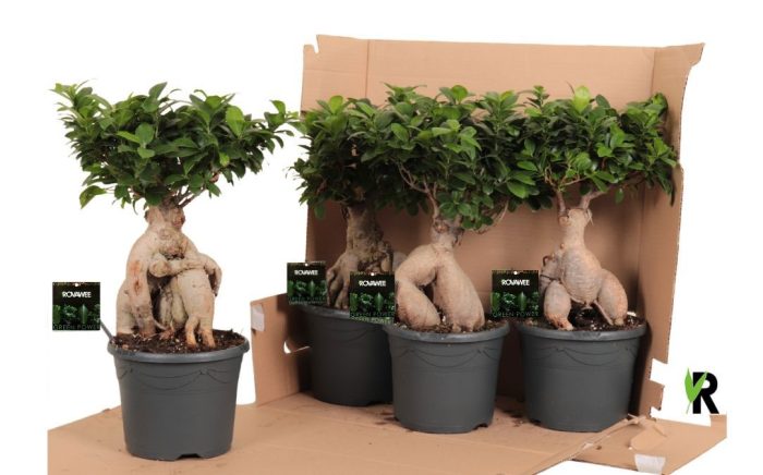 Ficus micr. Ginseng in fust 352, D 21