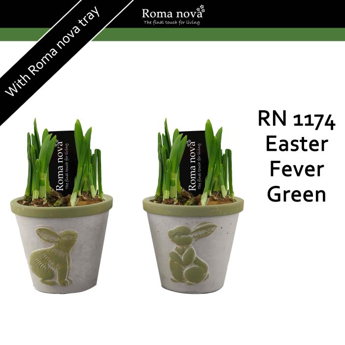1174 - Easter Fever Green (Tete a Tete), D 11