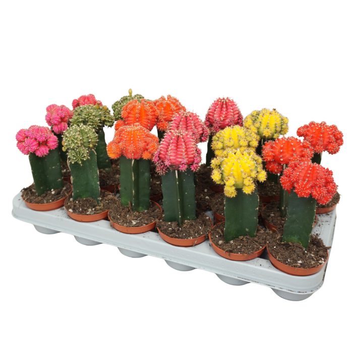 Gymnocalycium geënt mix 8,5 cm, D 8,5