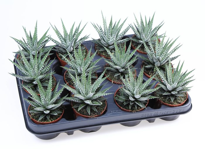 Haworthia fasciata big band, D 8,5