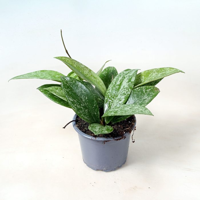 Hoya Carnosa Silverspots 9 cm, D 9