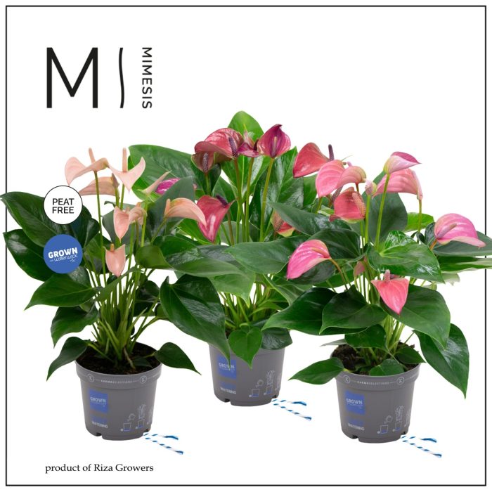 Mimesis Anthurium KARMA Multiflora mix - 12 cm, D 12