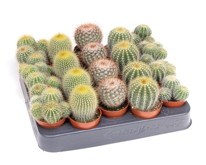 Notocactus Mix, D 5,5