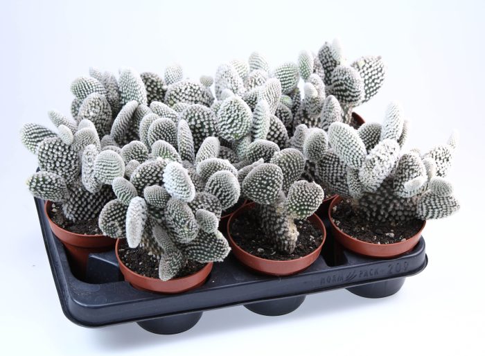 Opuntia microdasys albata, D 10,5