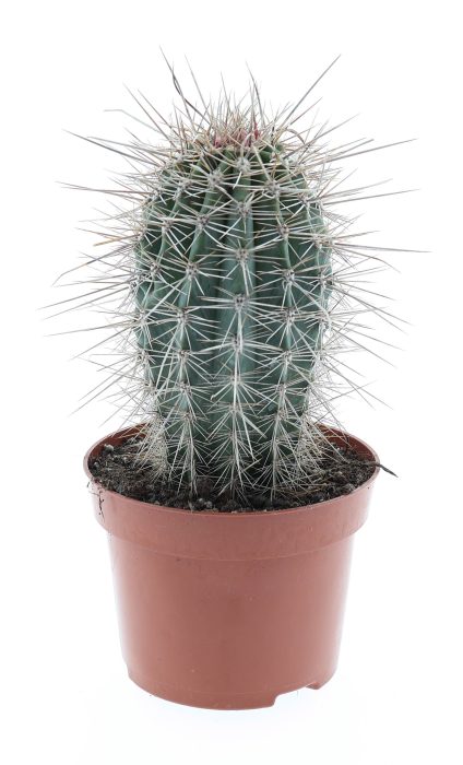 Pachycereus pringley E, D 12