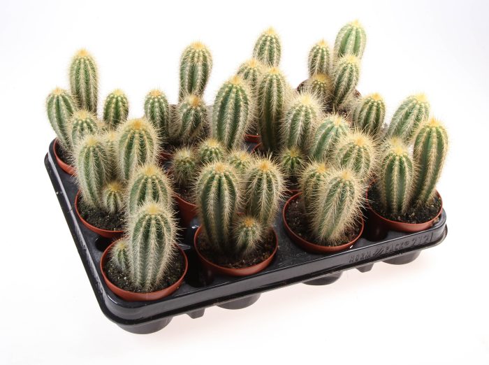 Pilosocereus odilensis, D 8,5