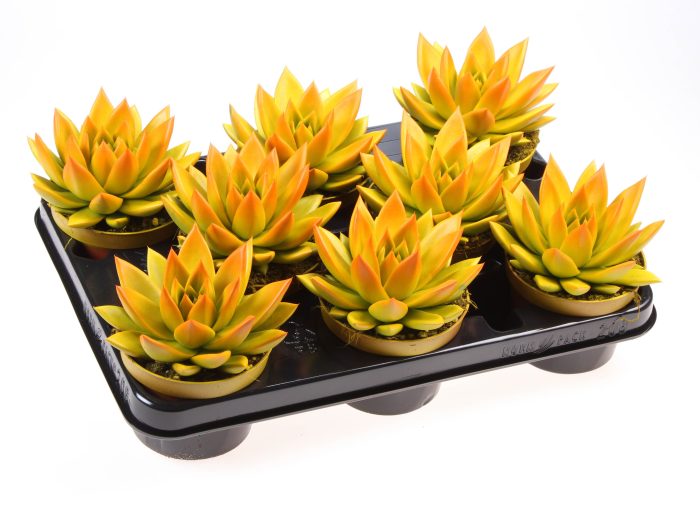 Rainbow bicolor yellow + orange point, D 10,5