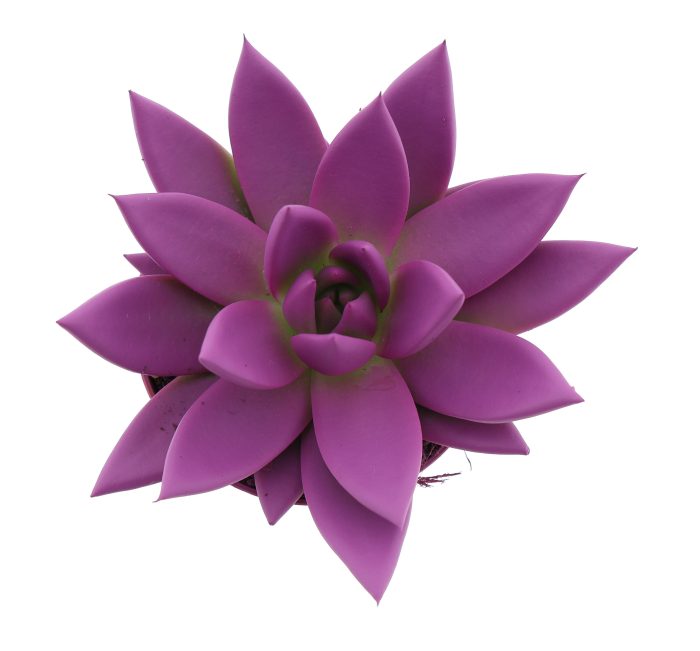 Rainbow fuchsia, D 8,5