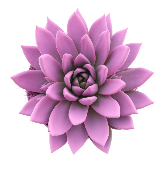 Rainbow pink, D 12