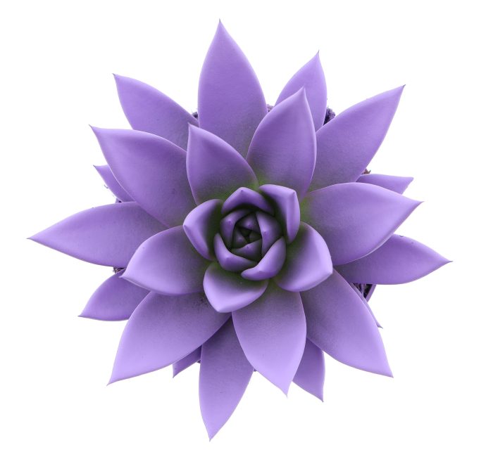 Rainbow purple, D 10,5