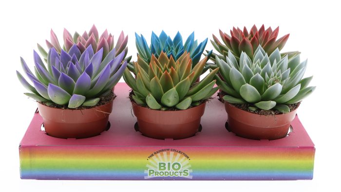 Rainbow tips mix, D 12