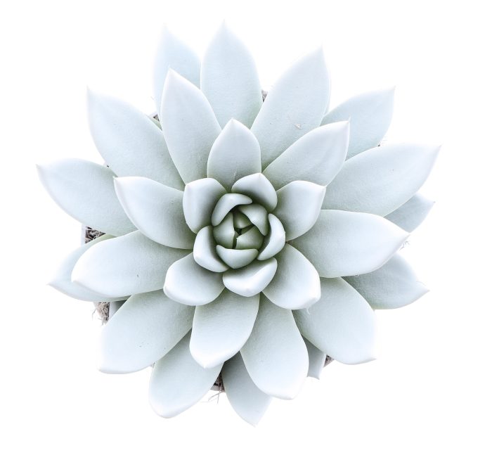 Rainbow white, D 12