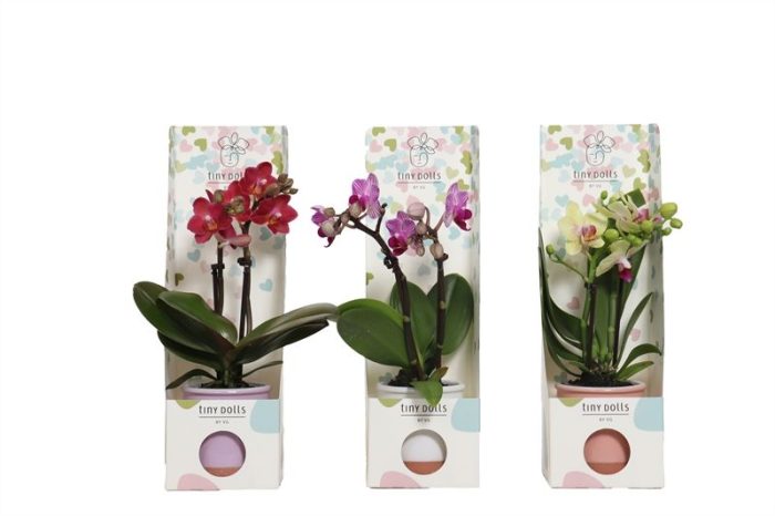 Tiny Box hartjes Valencia mix Phal Tiny Dolls mix 2T10+ Aqu@, D 6