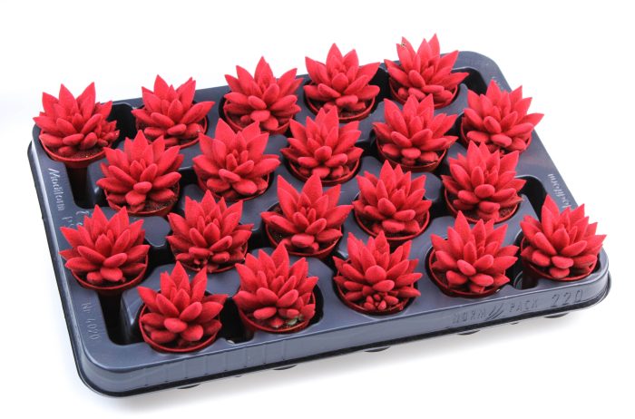 Velvet red, D 5,5