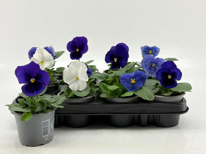 Viola F1 Cool Waters Mix, D 9