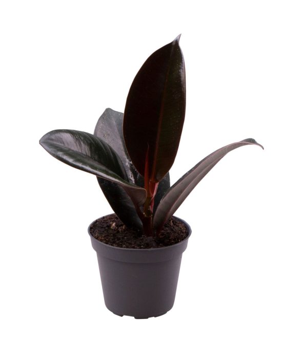 Ficus Abidjan 6 cm, D 6