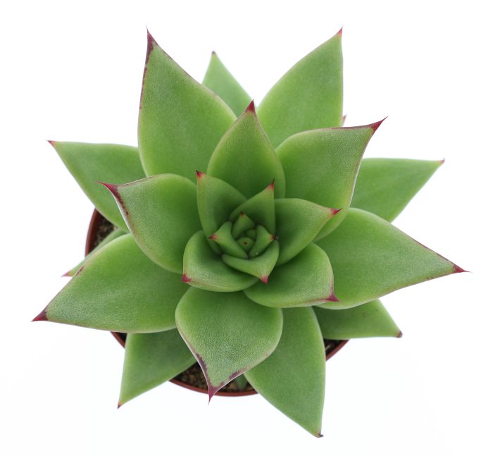 Echeveria ebony, D 8,5