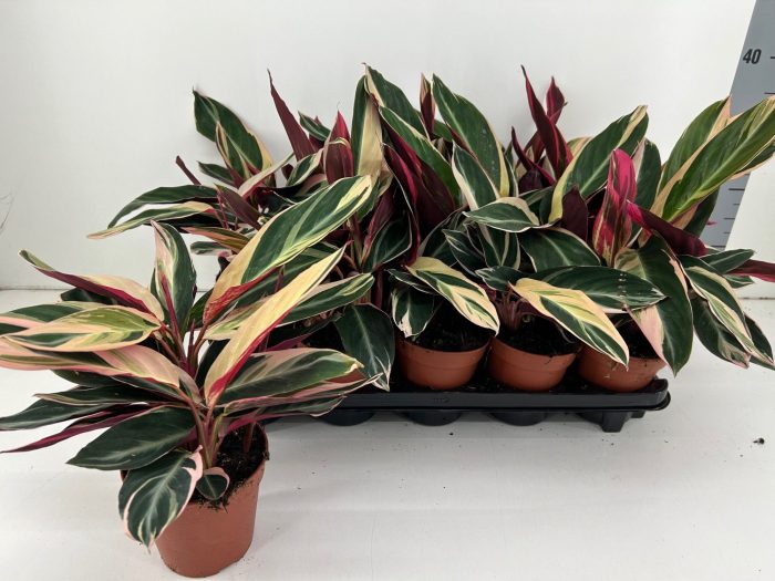 TDM P12 : Calathea 'Triostar', D 12