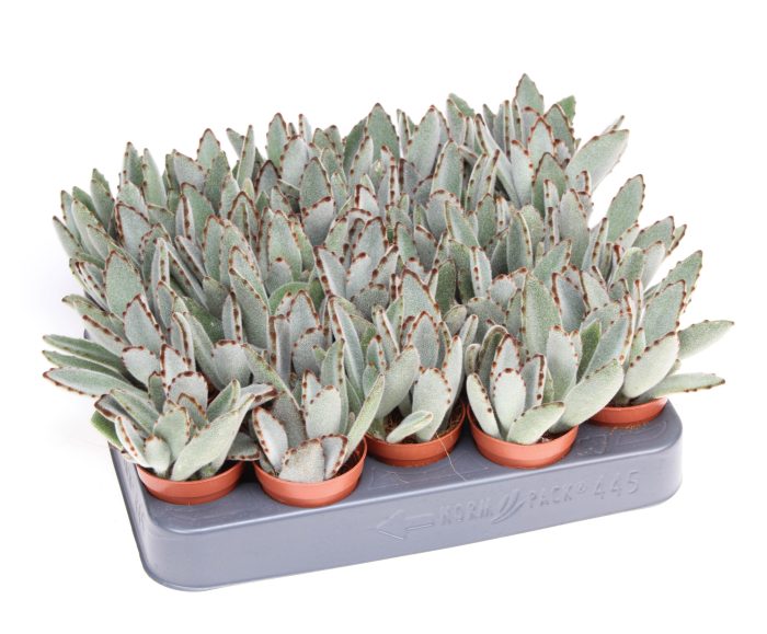 Kalanchoe tomentosa, D 5,5