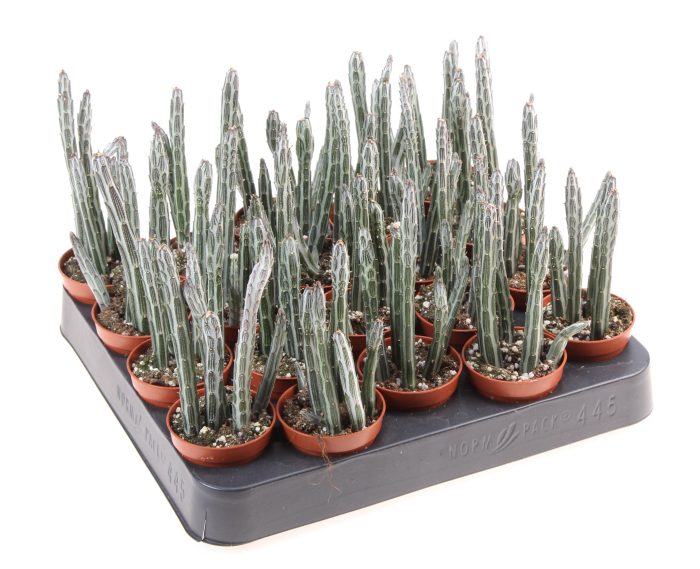 Senecio stapeliformis, D 5,5