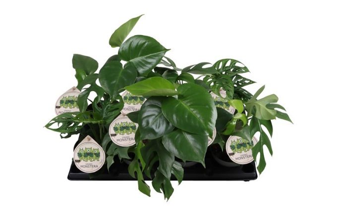 MONSTERA DELICIOSA 'Mix', D 12