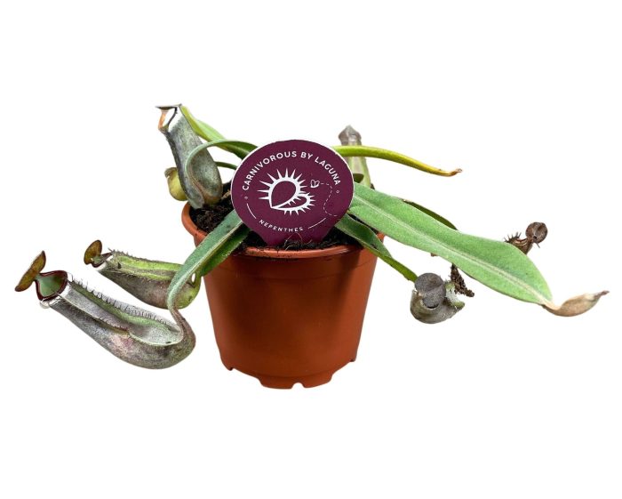 Nepenthes Albomarginata 8,5 cm, D 8,5
