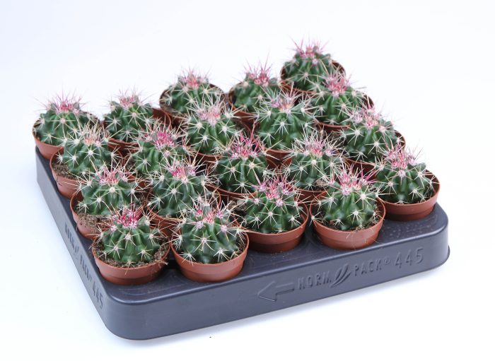 Ferocactus Stainesii E, D 5,5