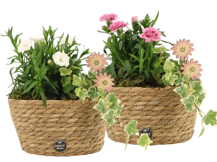 11663: Outdoor spring arrangement, D 17