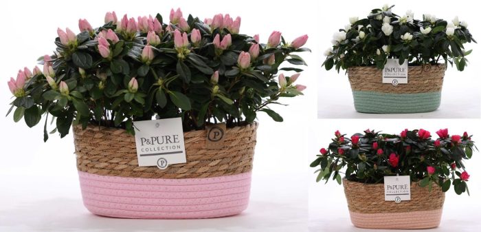 1st class Azalea mix (x2) in P&PURE Fieldbasket ass.3, D 12