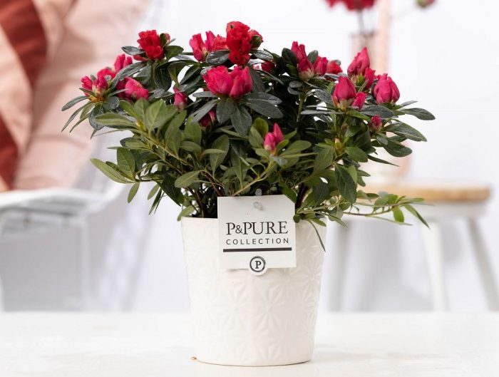 1st class Azalea red in P&PURE Juliette ceramics white, D 12