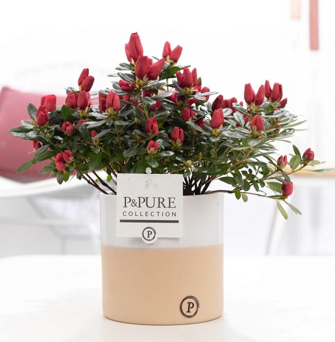 1st class Azalea red in P&PURE Rosy ceramics, D 12