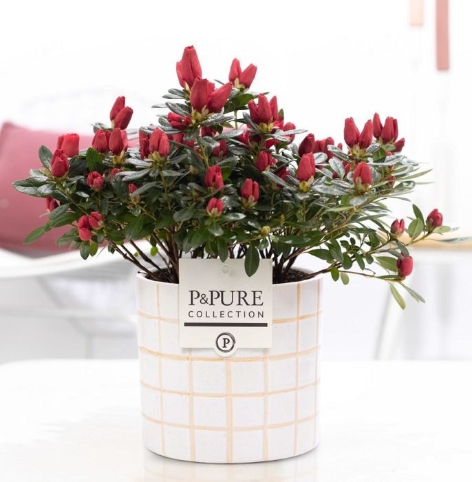 1st class Azalea red in P&PURE Tirza ceramics, D 12