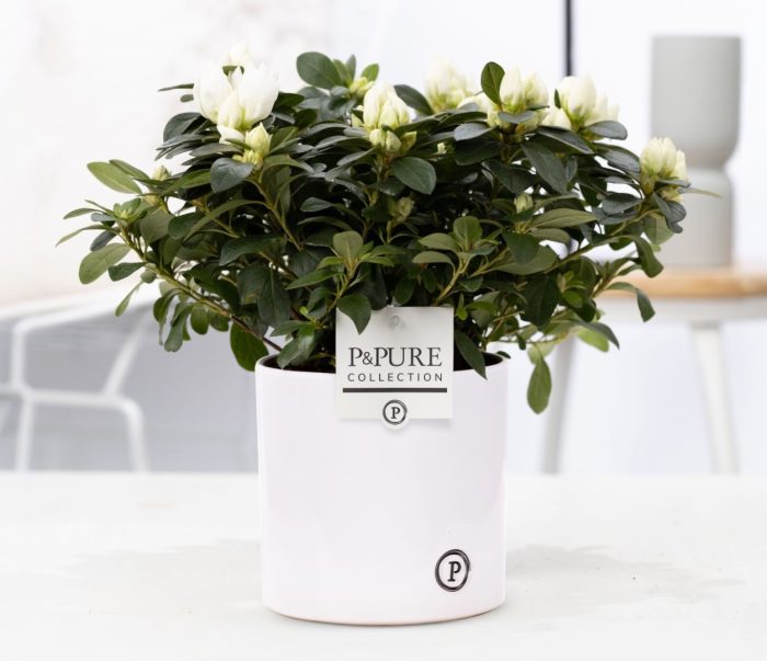 1st class Azalea white in P&PURE Essential ceramics white, D 12