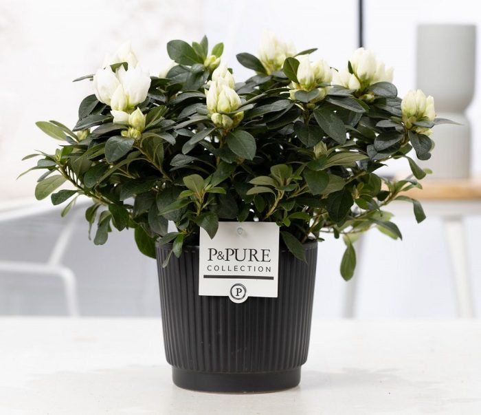 1st class Azalea white in P&PURE Liv ceramics matt black, D 12