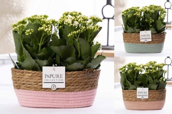 2x Kalanchoe white in P&PURE Fieldbasket 7, D 12