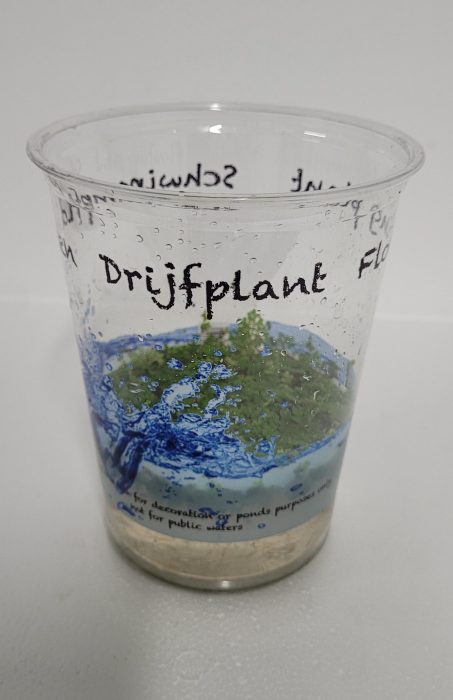 490-Azolla, D 12