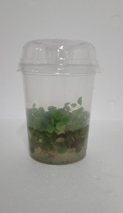 490-Phyllanthus fluitans met deksel, D 12