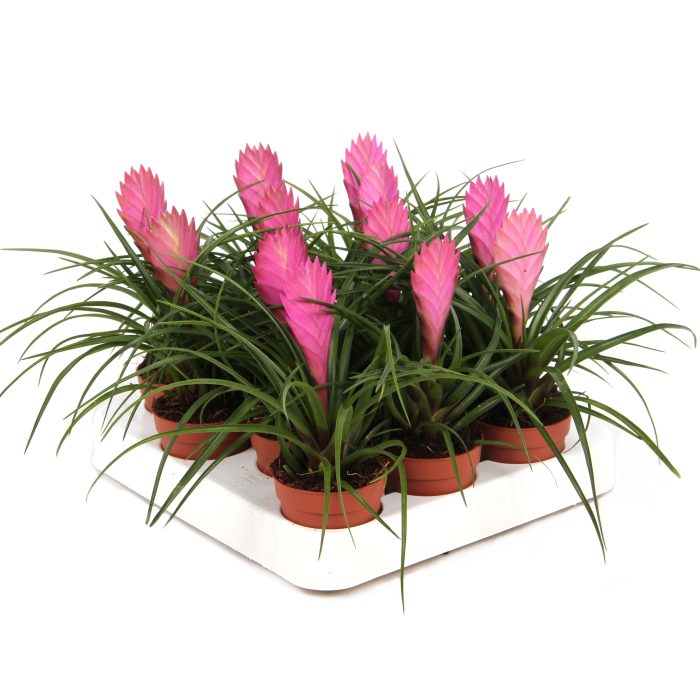 7 cm Tillandsia Cyanea, D 7