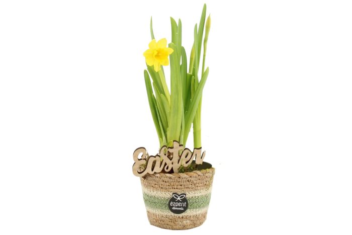 70709: Easter arrangement, D 7