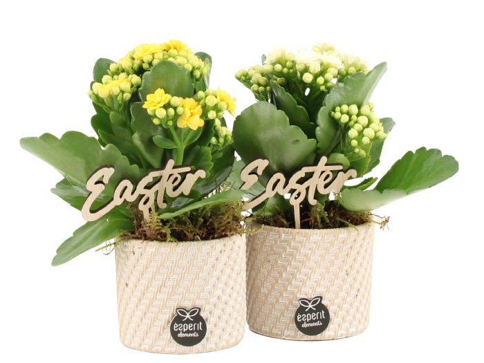 70792: Easter arrangement, D 7