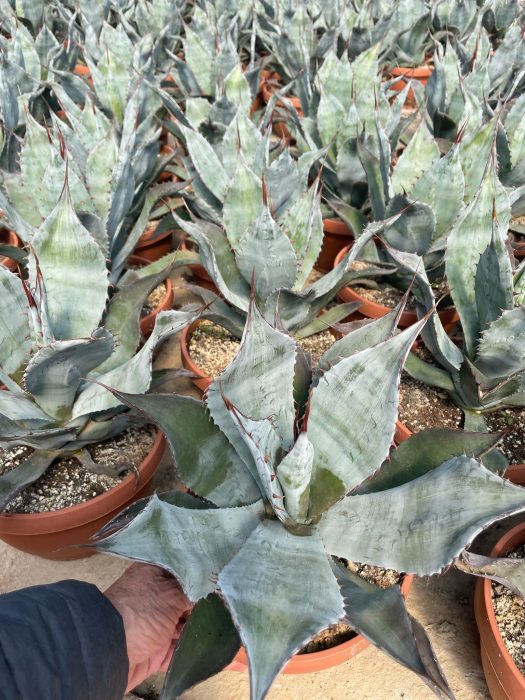 724 ET : Stenen schaal 21 cm Agave Colorata Supreme, D 21