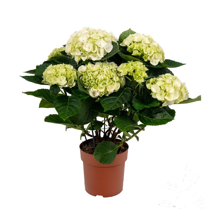856 VDBE : Pot 14 HYDRANGEA White 4-6 flowers, D 14