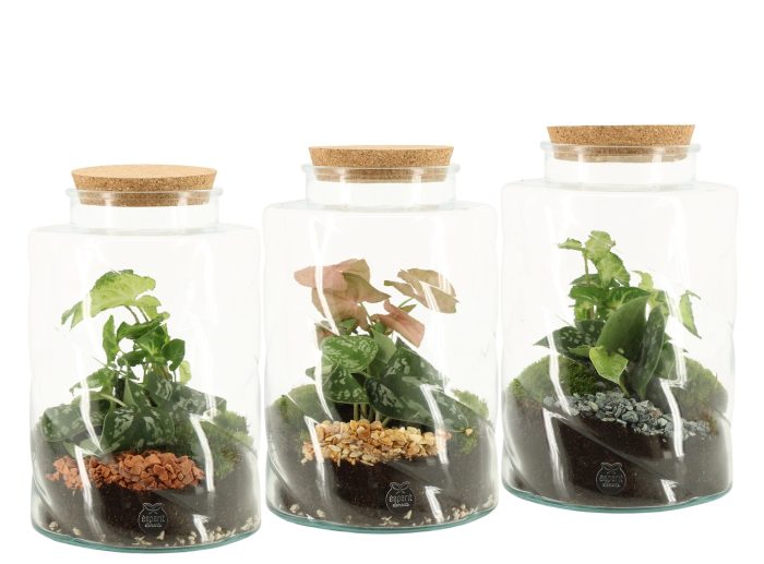 90845: Terrarium arrangement, D 17