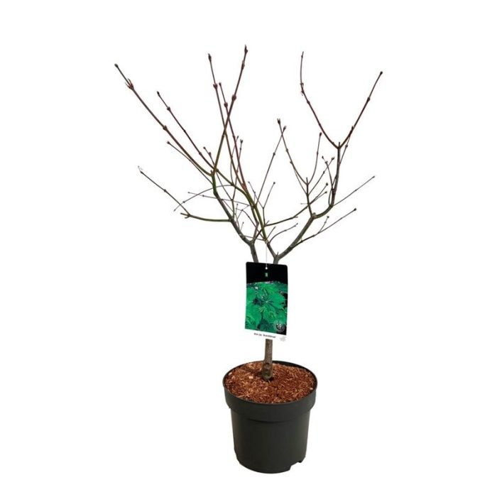 Acer japonicum 'Aconitifolium', D 27